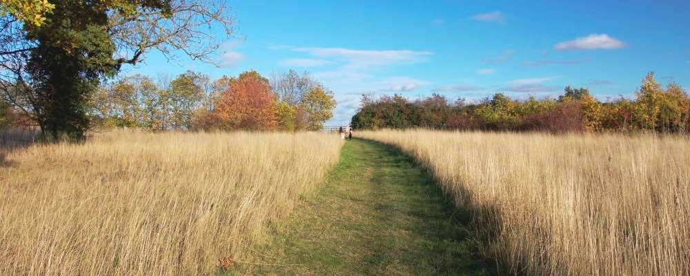 Millhampton Wood