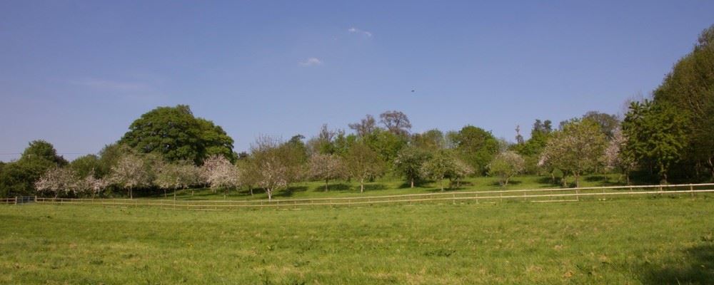 Millennium Orchard
